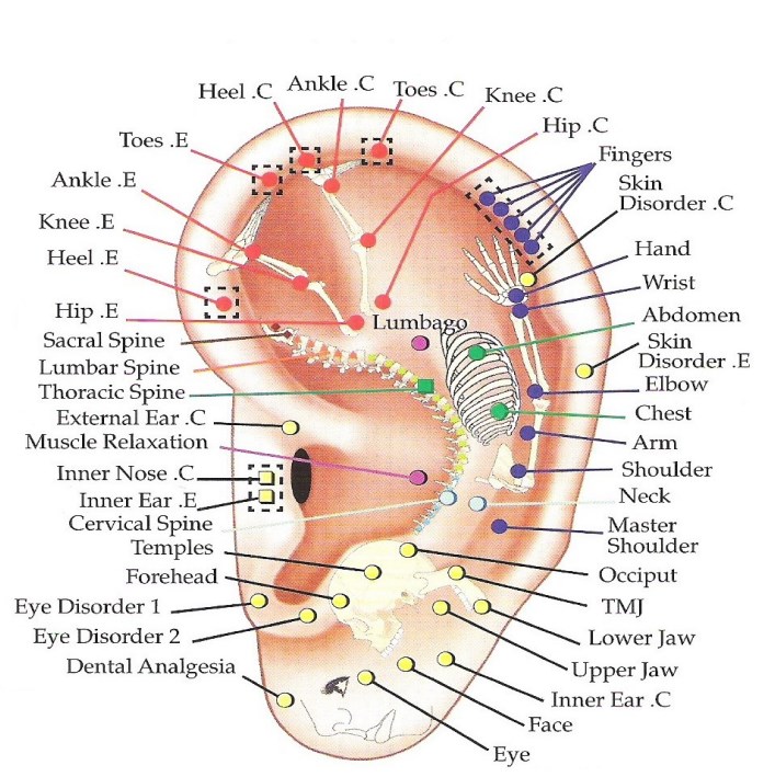 ear reflex